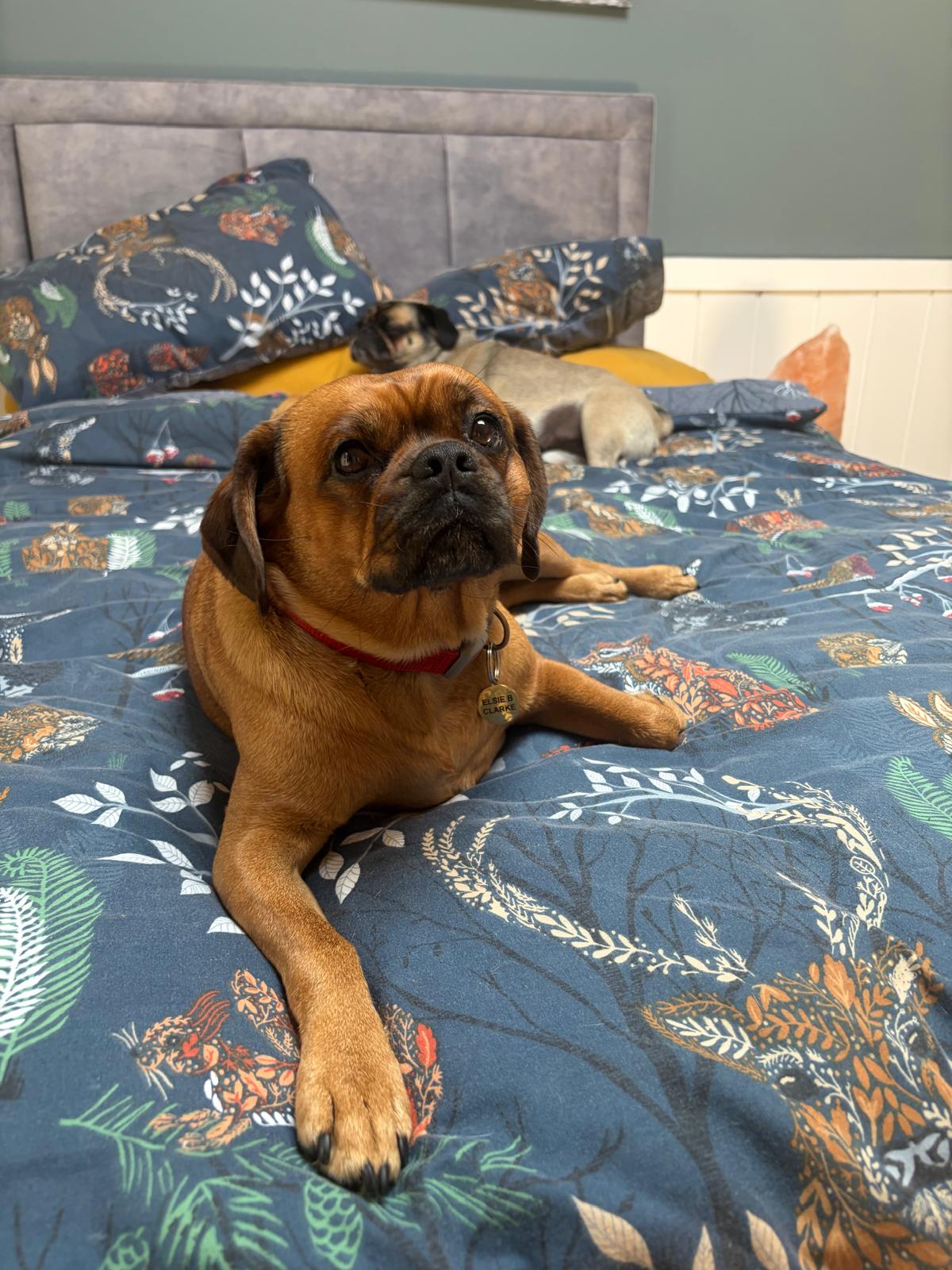 Elsie settling in for the night