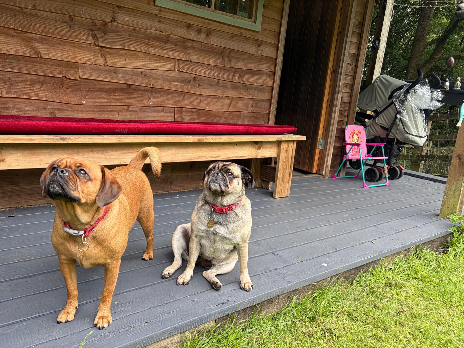 Porch buddies taking a breather