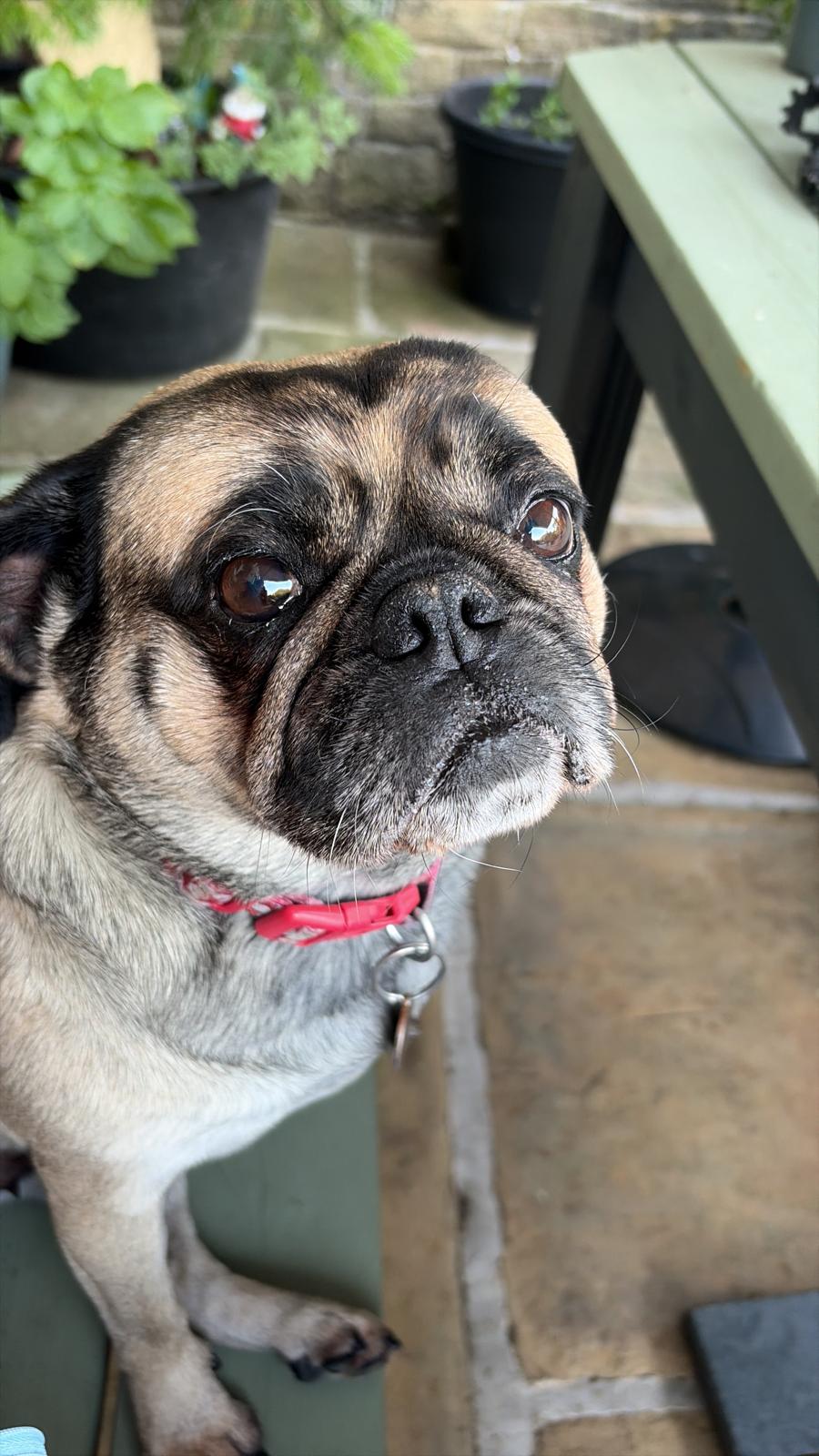A curious look on the patio