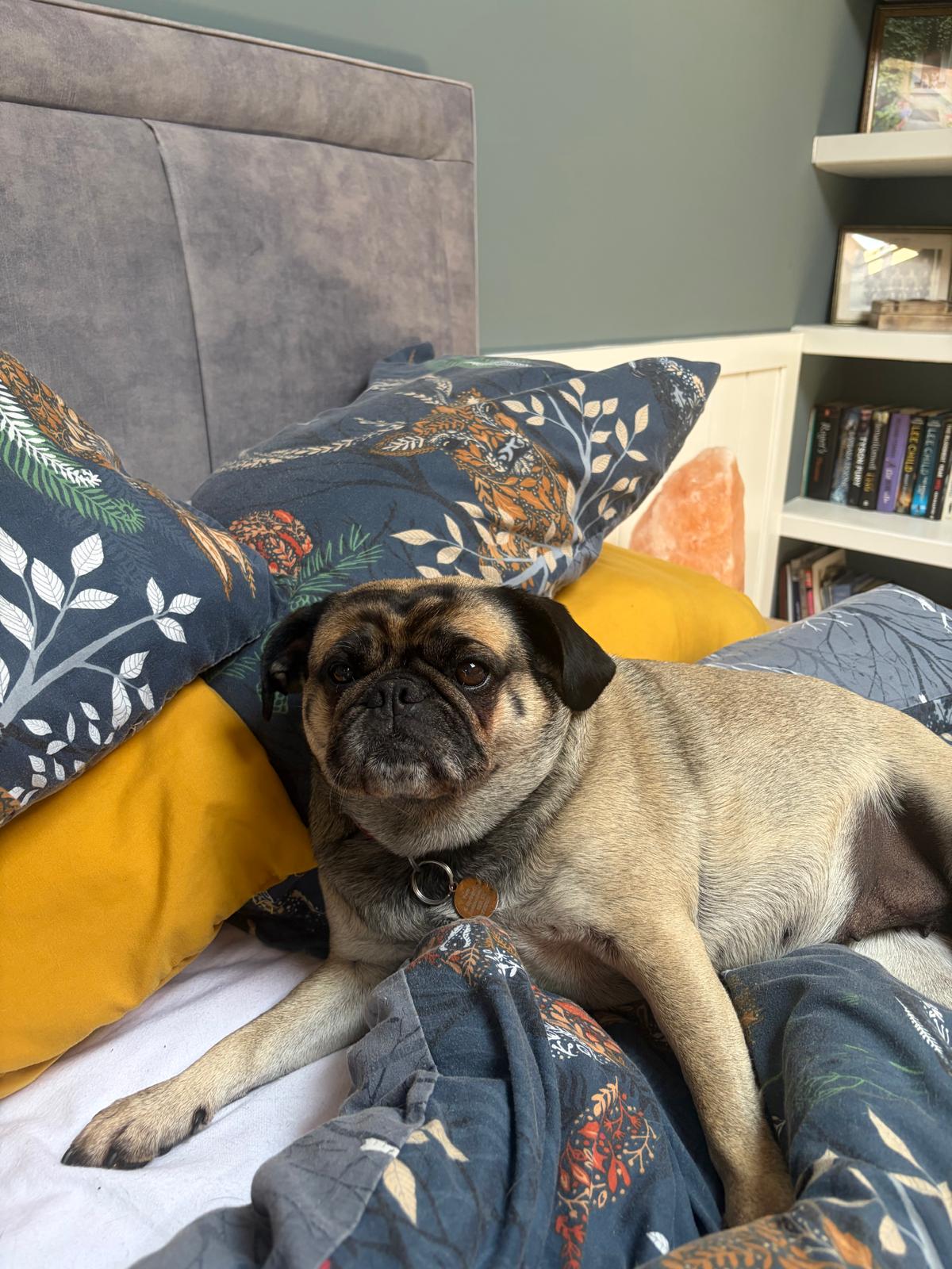 Snoozy pug, cosy bed