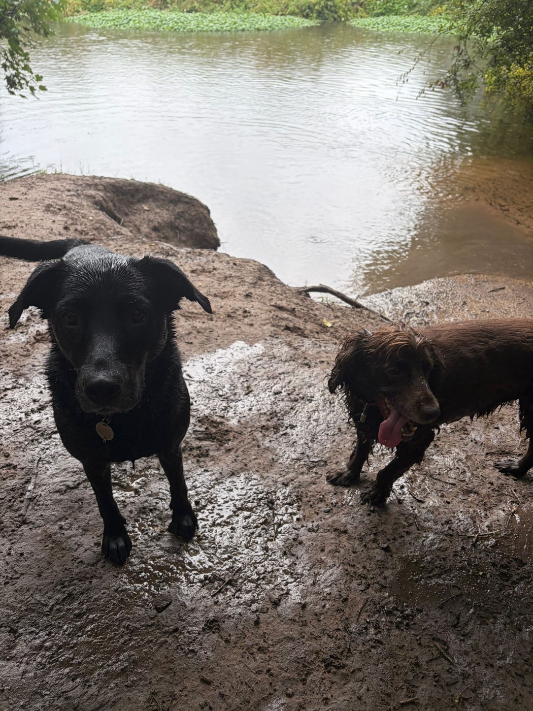 Two's company on the riverbank
